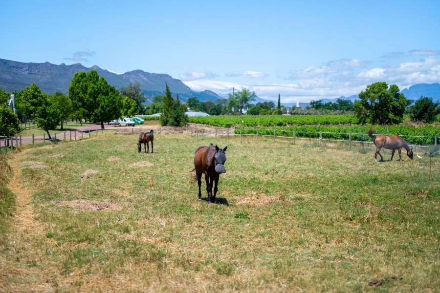 0 Bedroom Property for Sale in Val De Vie Estate Western Cape